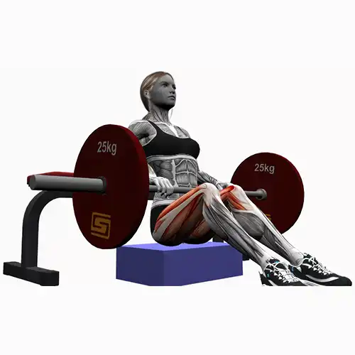 Barbell Hip Thrust