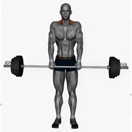 Barbell Shrugs