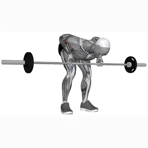 Bent Over Close Grip Barbell Rows