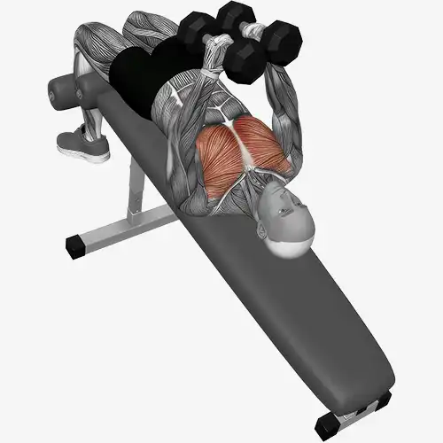 Decline Bench Dumbbell Flys