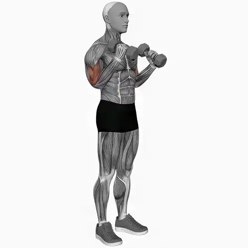 Hammer Curls