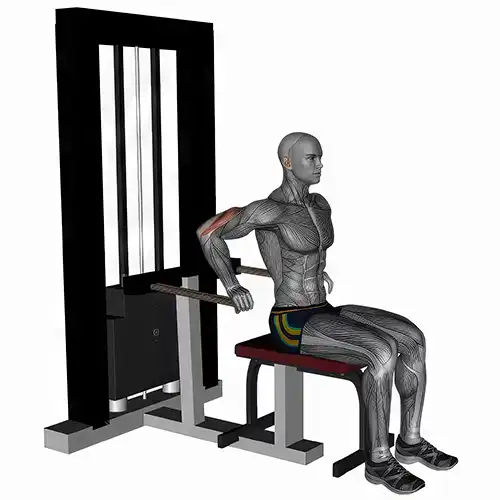 Tricep Dips