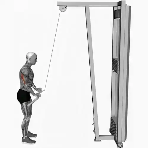 Tricep Pushdowns
