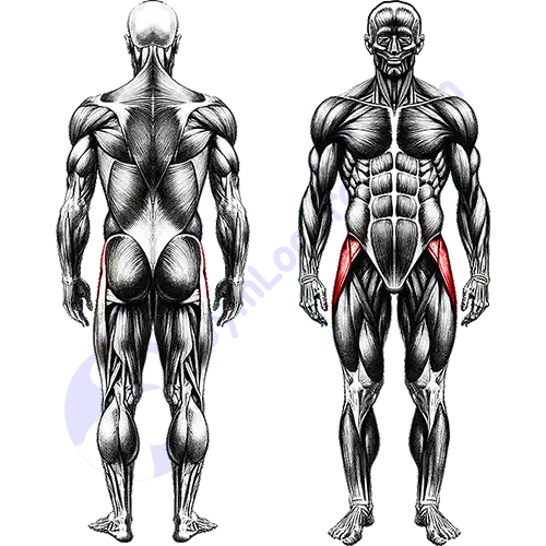Abductor Leg Muscles