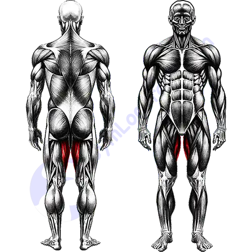 Adductor Leg Muscles