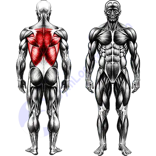 Back Muscles Full