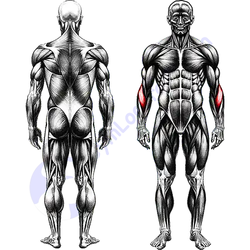 Brachialis Forearms Muscles