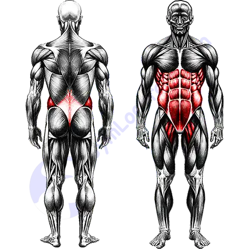 Core Muscles Full