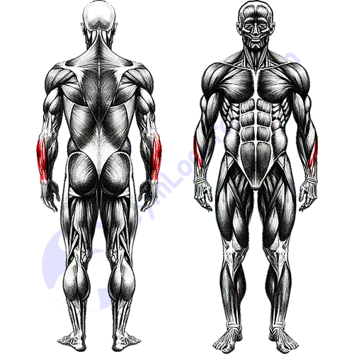 Flexor Forearms Muscles