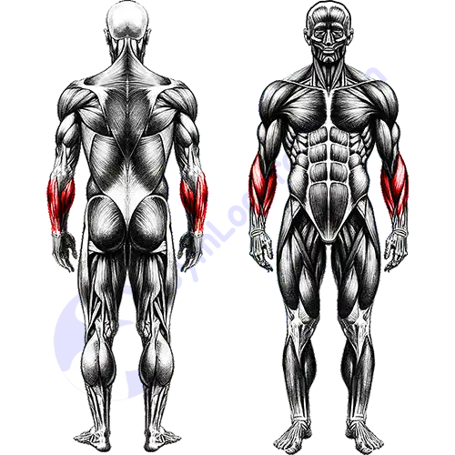 Forearms Muscles Full
