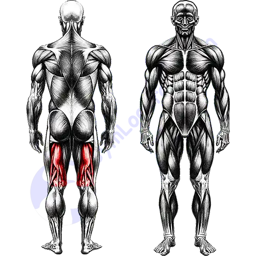 Hamstring Leg Muscles