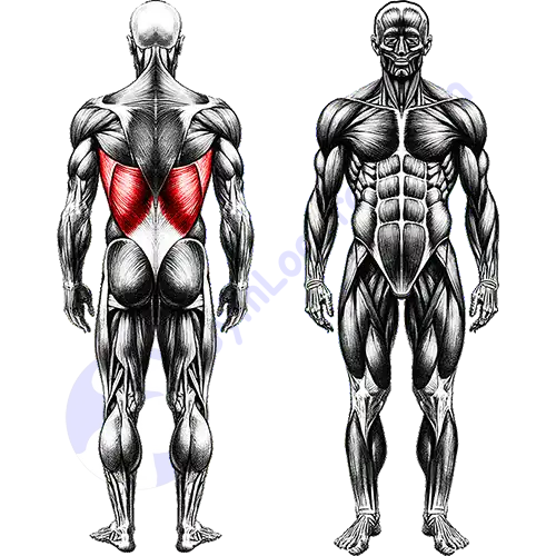 Lats Back Muscles