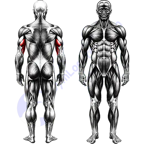Long Head Triceps Muscles