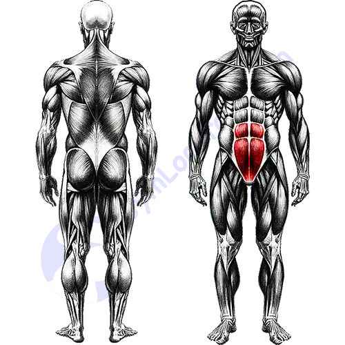 Lower abs Core Muscles 