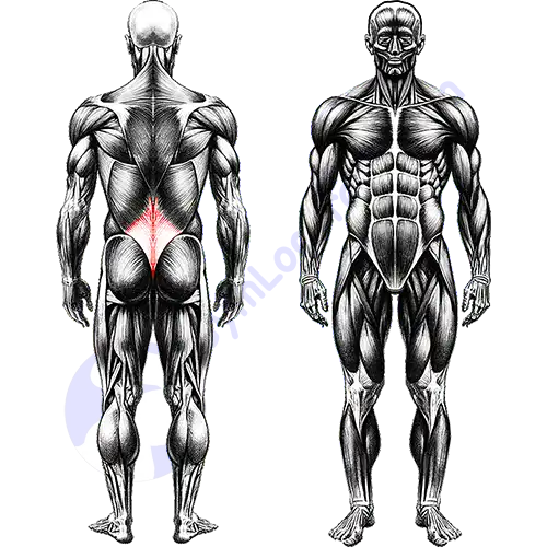 Lower back Core Muscles 