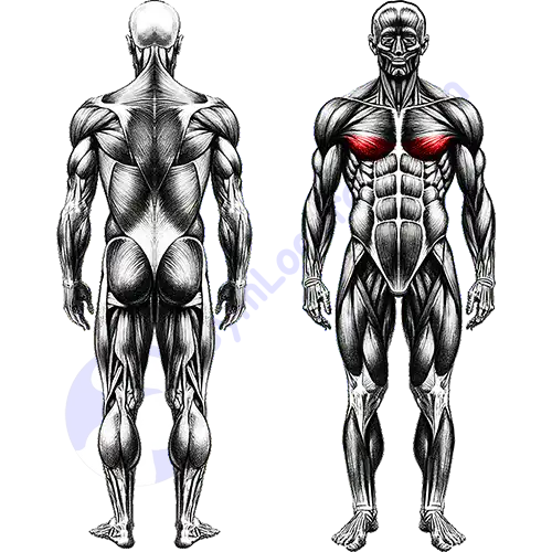 Lower Chest Muscles