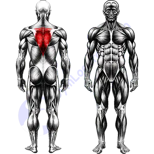 Mid Back Muscles