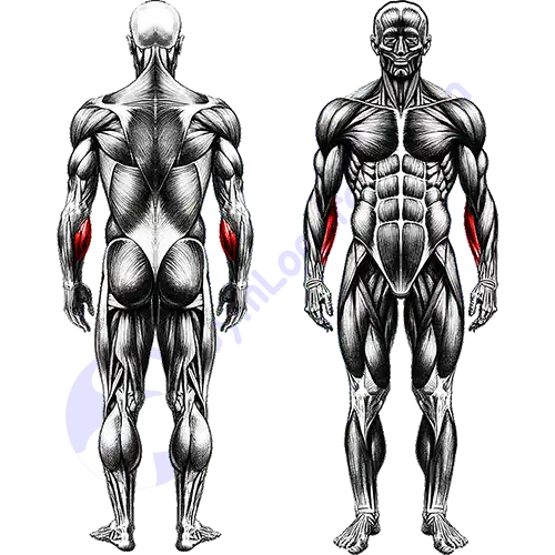 Pronator Forearms Muscles