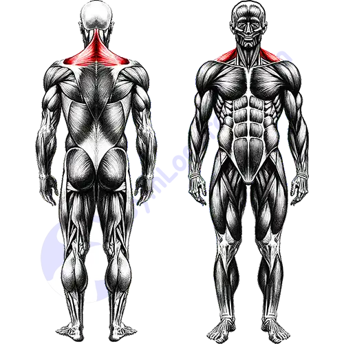 Traps Shoulder Muscles