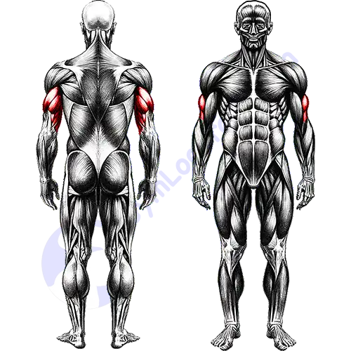 Triceps Muscles Full