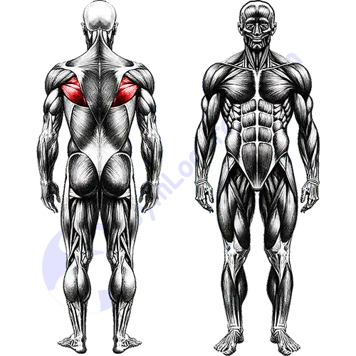 Upper Back Muscles